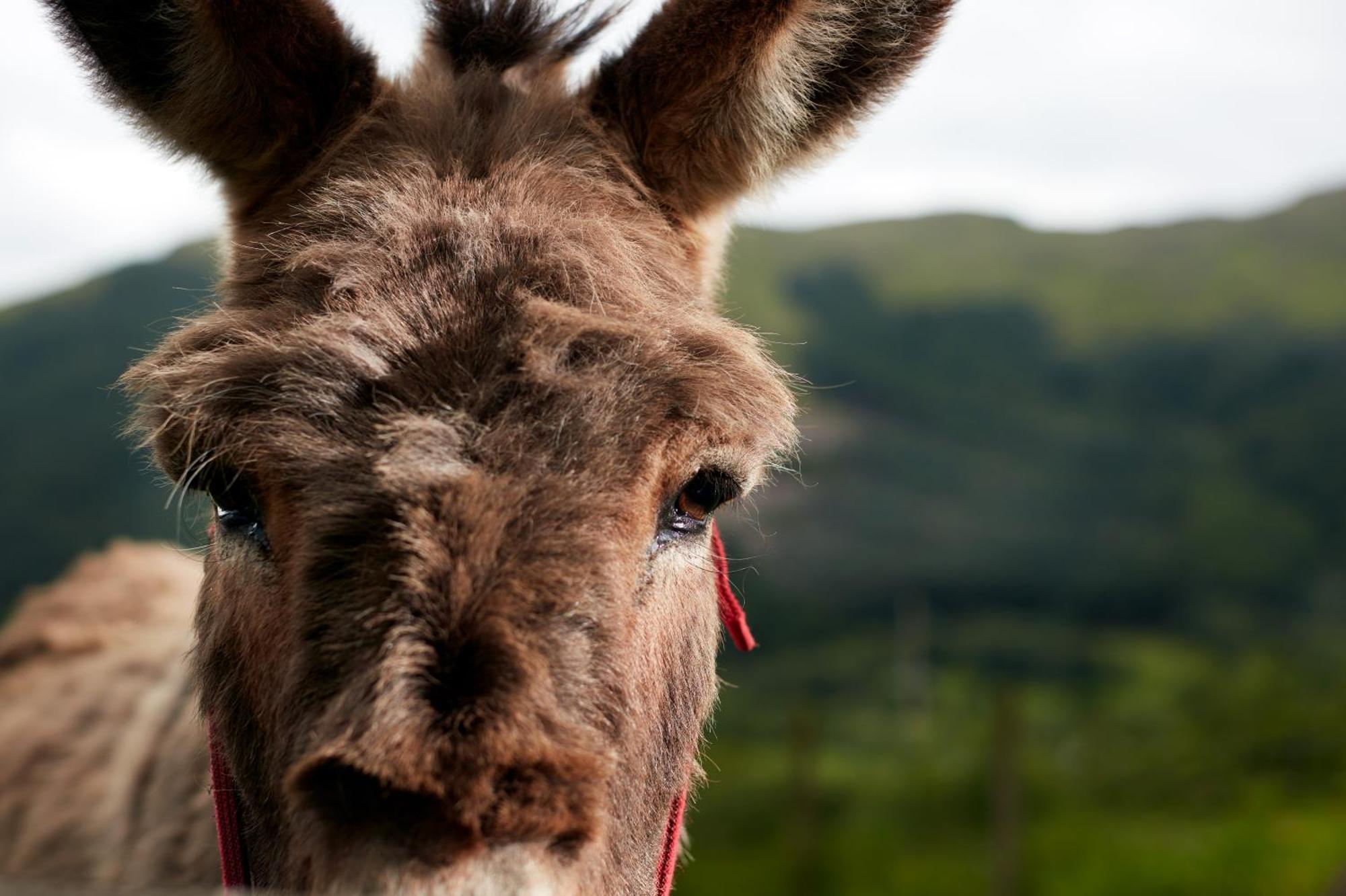 Monachyle Mhor Hotel Lochearnhead Eksteriør bilde